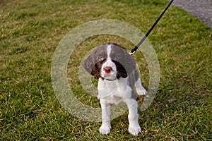 Curious Puppy at the Park