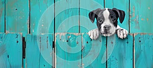 Curious puppy peeking over blue wooden background, cute dog on blurred backdrop with copy space.