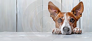 Curious puppy peeking over white wood, cute pet on blurred backdrop with copy space