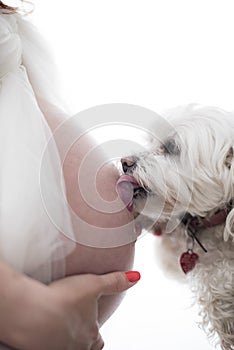 A curious puppy smells a pregnant woman`s tummy