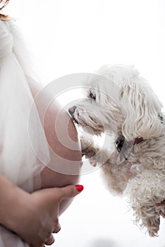 A curious puppy smells a pregnant woman`s tummy