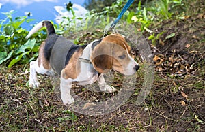 A curious puppy watching a peaceful summer landscape. Tricolor Beagle puppy on a walk along the pond in the city Park.