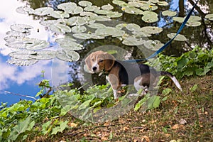 A curious puppy watching a peaceful summer landscape. Tricolor Beagle puppy on a walk along the pond in the city Park.