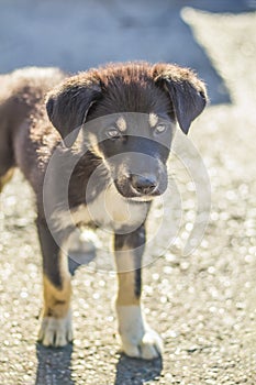 curious puppy of a yard dog close-up in sunny weather