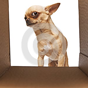 Curious purebred, small chihuahua with perked ears peeks out from cardboard box against white studio background.