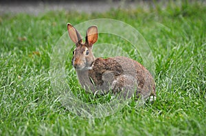 Curious Rabbit