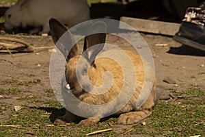 Curious rabbit