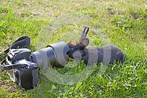 Curious rabbit and the camera