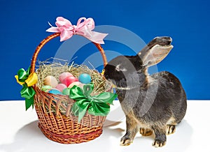 Curious rabbit looks at a basket with Easter eggs