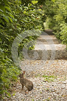 Curious Rabbit