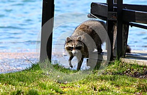 Curious raccon on Toronto Island / Canada