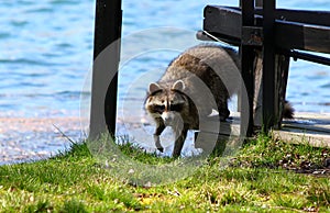 Curious raccon on Toronto Island / Canada photo