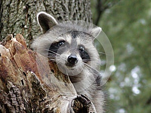 Curious Raccoon