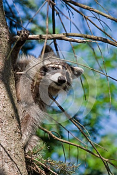 Curious Raccoon