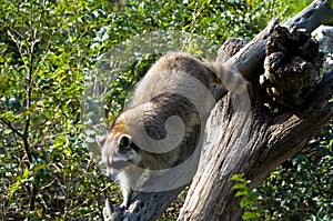 Curious raccoon