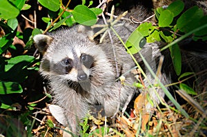 Curious Raccoon in Everglades National Park