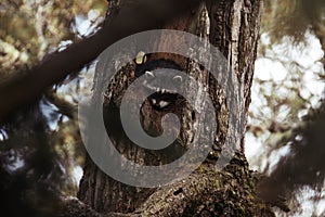 Curious raccoon peeking out of tree hollow