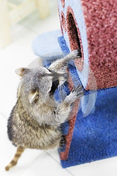 Curious raccoon , playing, pet