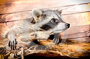 Curious raccoon