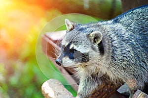 Curious Raccoon & x28;Procyon lotor& x29;, also known as the North American raccoon