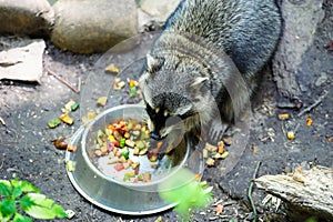 Curious Raccoon & x28;Procyon lotor& x29;, also known as the North American raccoon