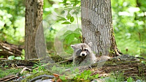 Curious Raccoon resting on ground in mature forest