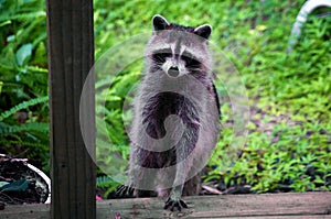 Curious raccoon standing on stair
