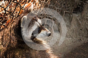 Curious Raccoon