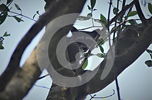 Curious Raccoon in a Tree photo