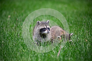 Curious racoon