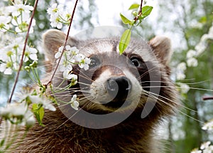 Curious racoon