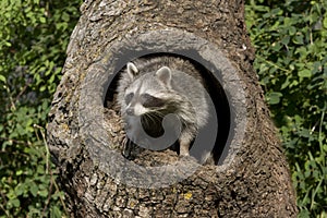 Curious Racoon