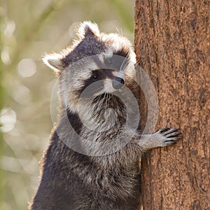 Curious racoon is climbing a tree