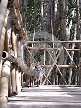 Curious racoon - Yucatan