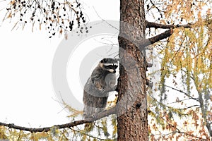 Curious racoon from the zoo