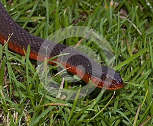 Curious red bellied snake in the morning