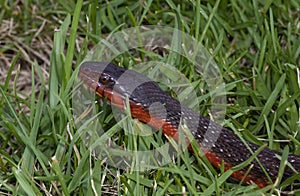 Curious red bellied water snake