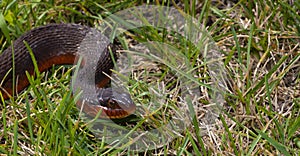 Curious red bellied water snake