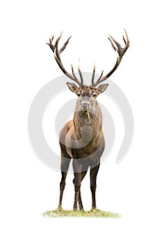 Curious red deer stag looking into camera isolated on white background