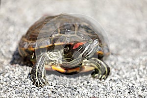 Curious Red-eared slider turtle on gravel