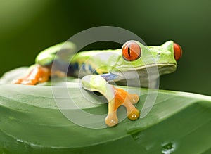 Curious red eyed green tree frog, costa rica photo