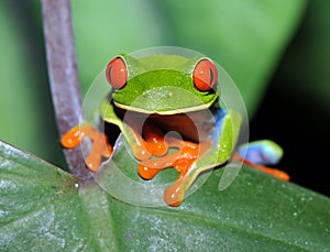 Curioso verde un albero rana 