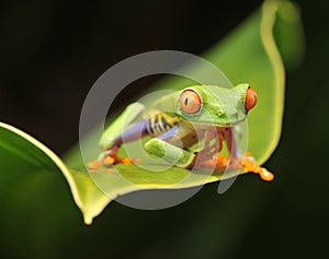 Curioso verde un albero rana guarda 