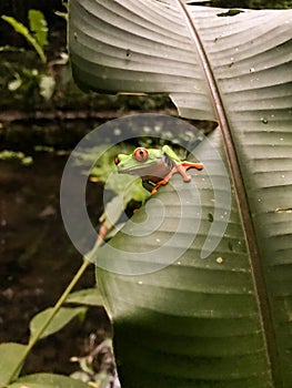 Curious Red Eyed Tree Frog