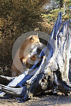 Curious red fox