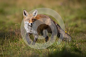 Curious red fox approaching on meadow in summer at sunrise