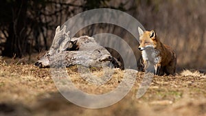 Curious red fox coming to the dead roe deer on the meadow in early spring