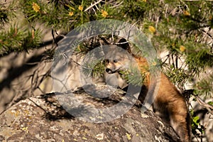 A curious red fox kit leaves the den and peeks through the trees