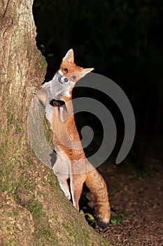 Curious red fox leaning against a tree in the forest
