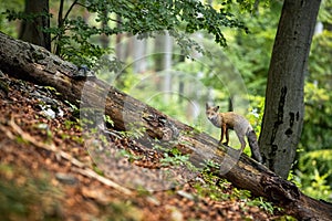 Curious red fox standing on a fallen tree trunk in summer forest